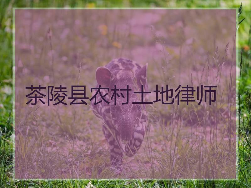 茶陵县农村土地律师