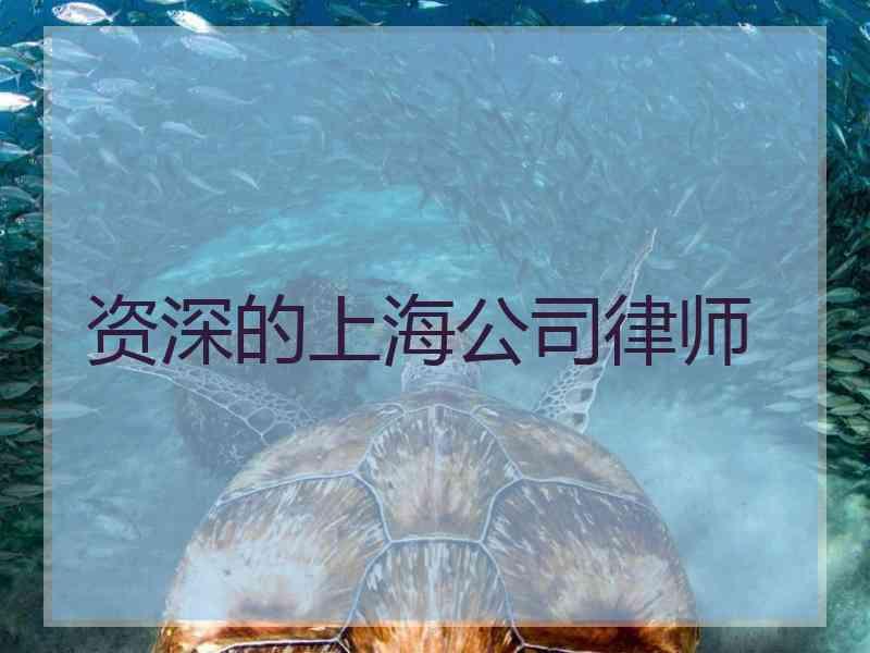 资深的上海公司律师