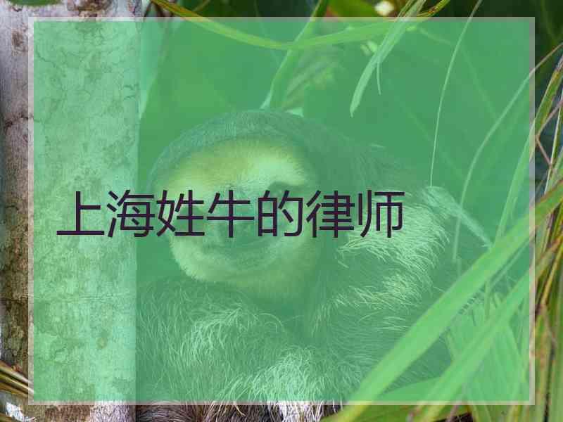 上海姓牛的律师