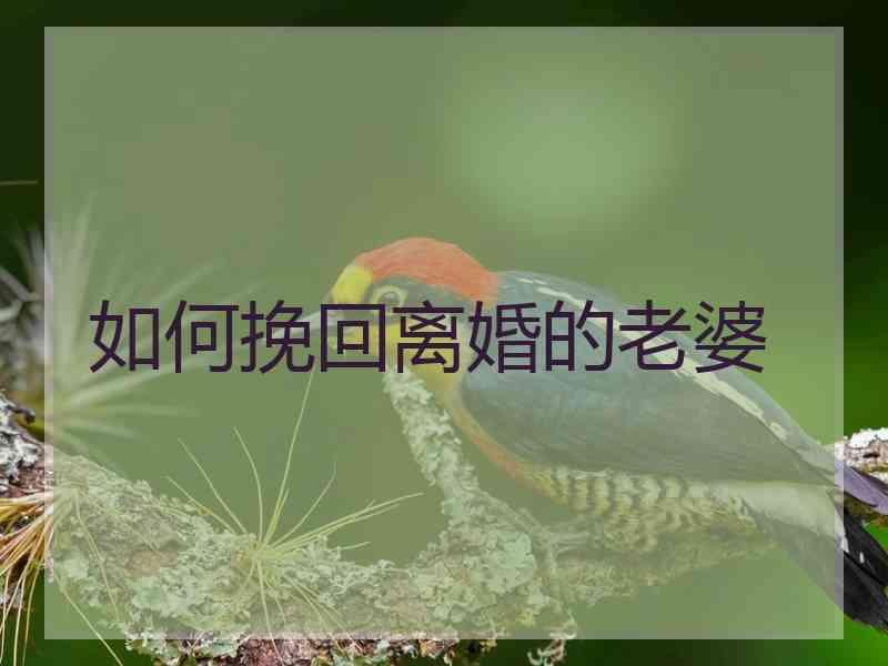 如何挽回离婚的老婆