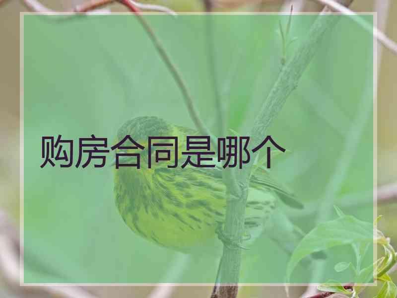 购房合同是哪个