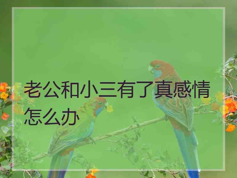 老公和小三有了真感情怎么办