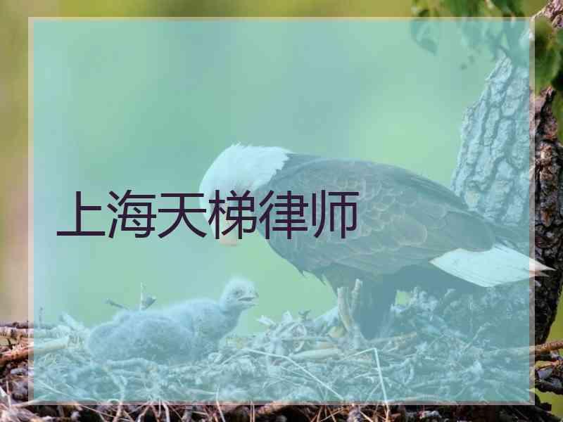 上海天梯律师