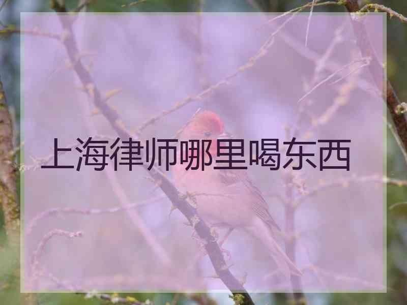 上海律师哪里喝东西