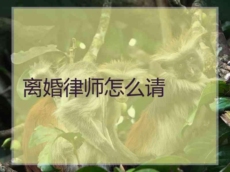 离婚律师怎么请