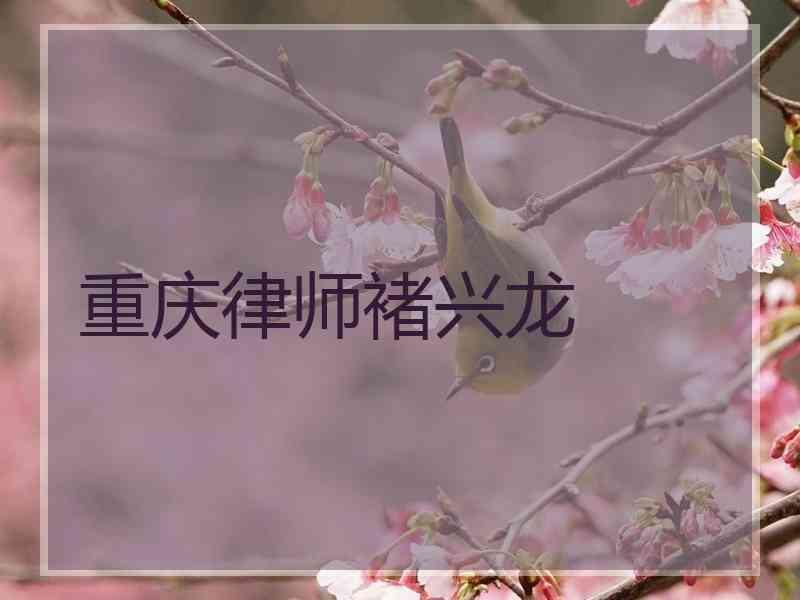 重庆律师褚兴龙