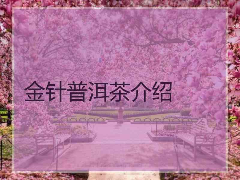 金针普洱茶介绍