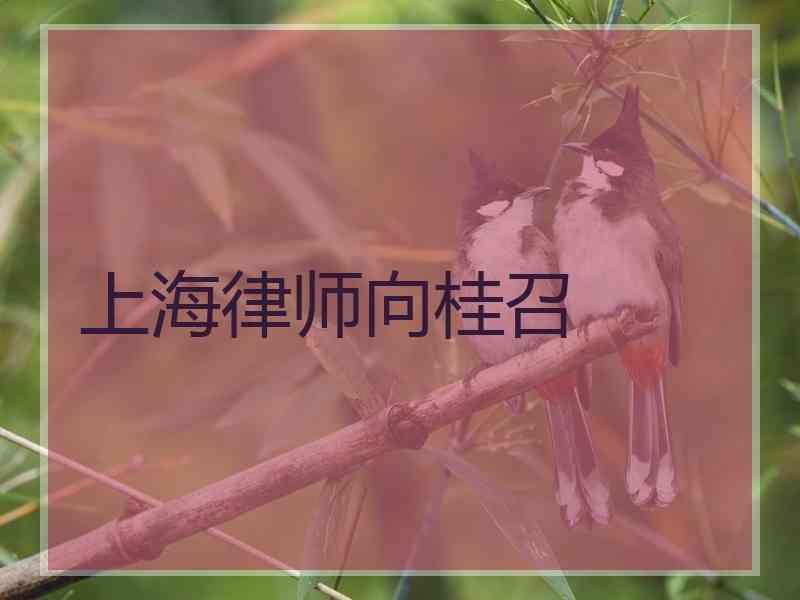 上海律师向桂召