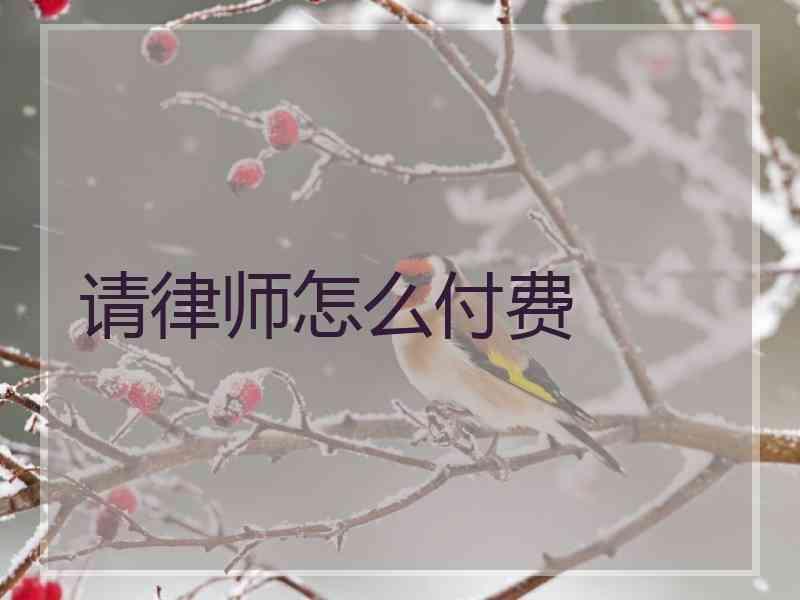 请律师怎么付费