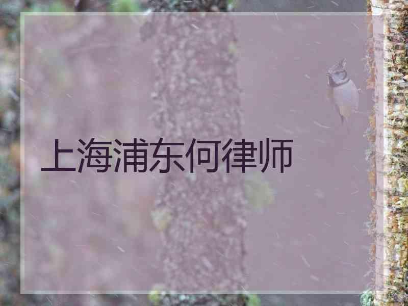 上海浦东何律师