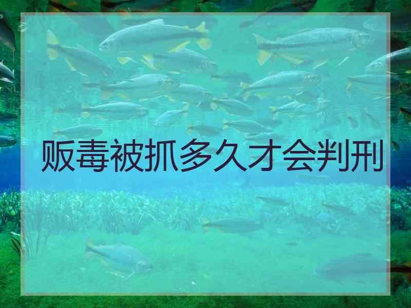 贩毒被抓多久才会判刑